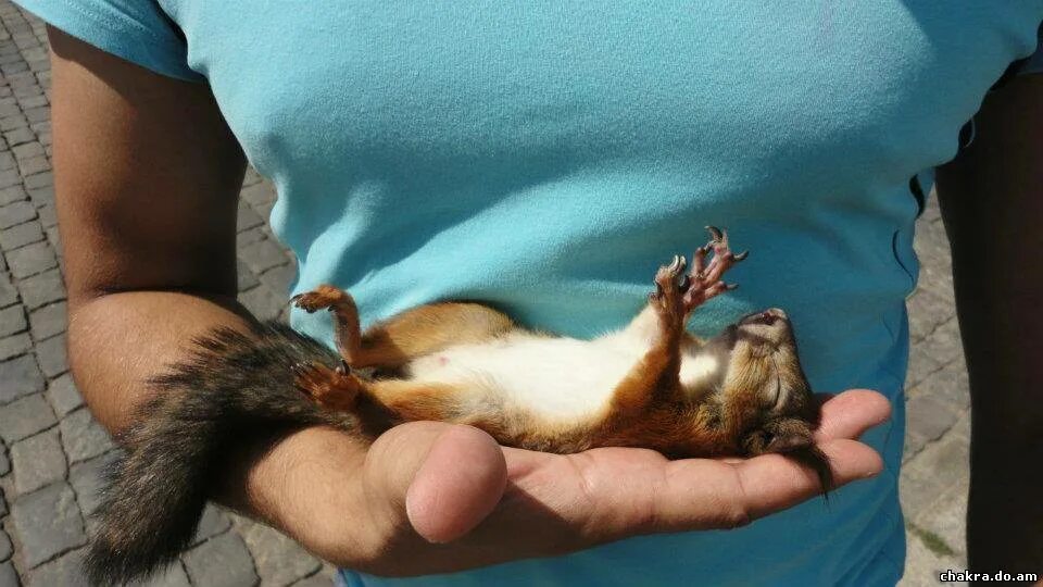 Что едят утки. Утки в царицыно. Животные и птицы. Утка белок. Утята едят хлеб.