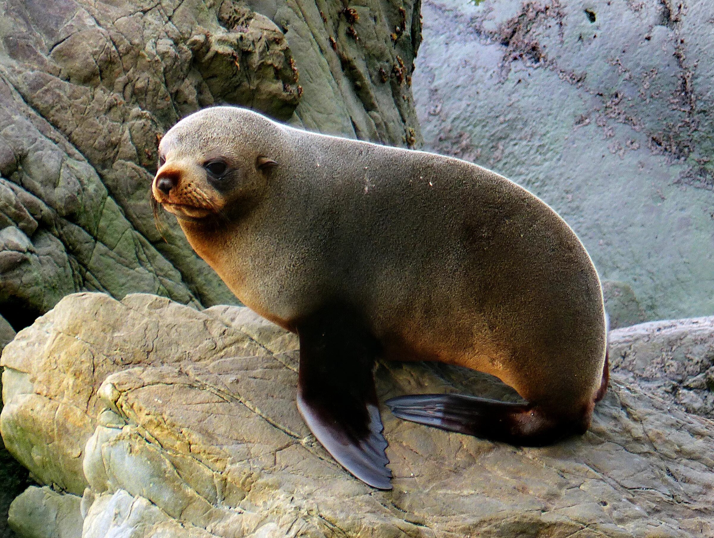 Animal uk. Arctocephalus forsteri. Морские млекопитающие. Млекопитающие новой Зеландии. Современные млекопитающие.