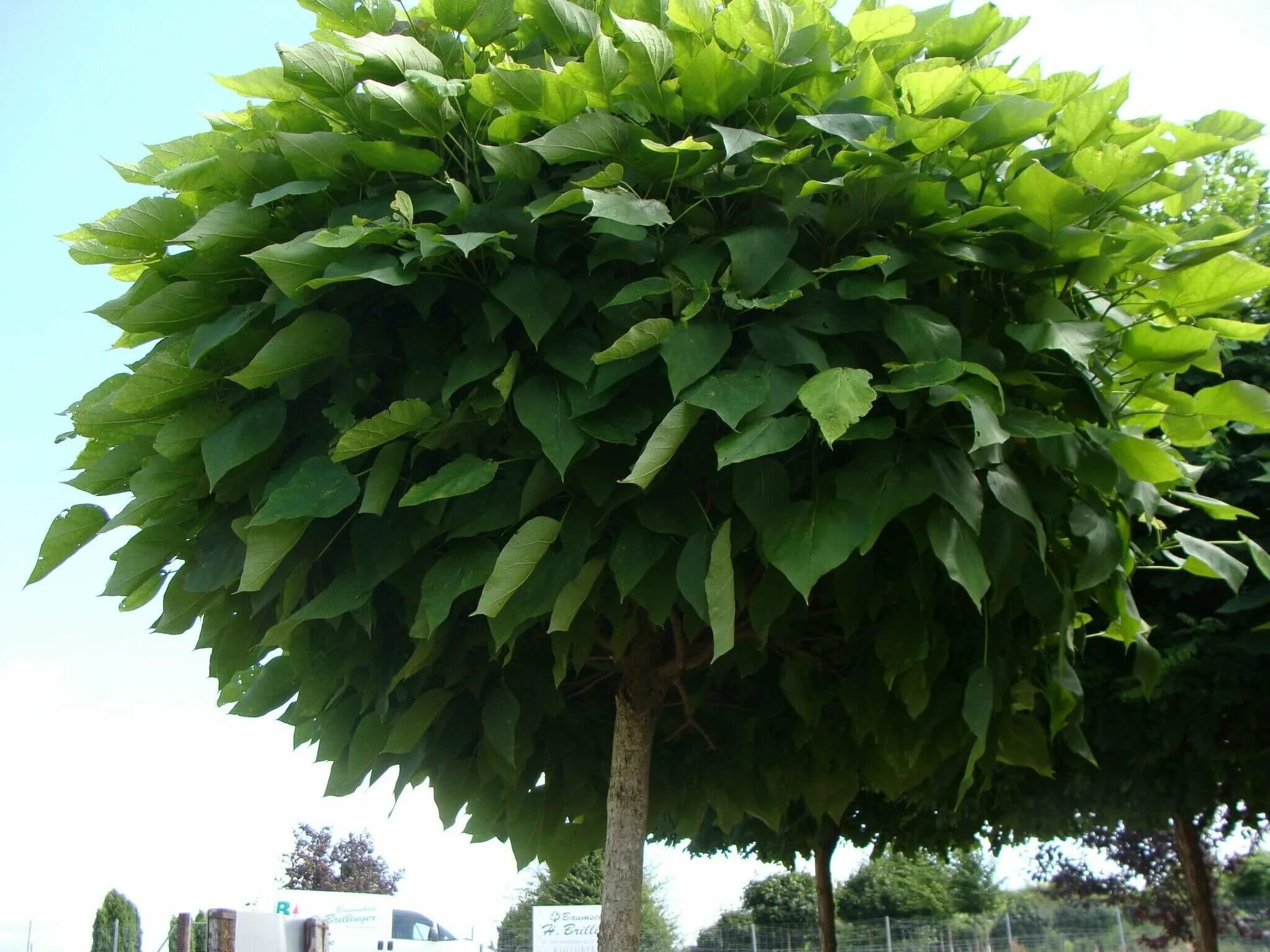 Катальпа бигнониевидная (catalpa bignonioides). Катальпа в краснодаре. Катальпа сиреневидная. Катальпа в краснодаре. Катальпа бигнониевидная листья.