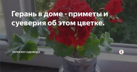 Герань в доме приметы и суеверия