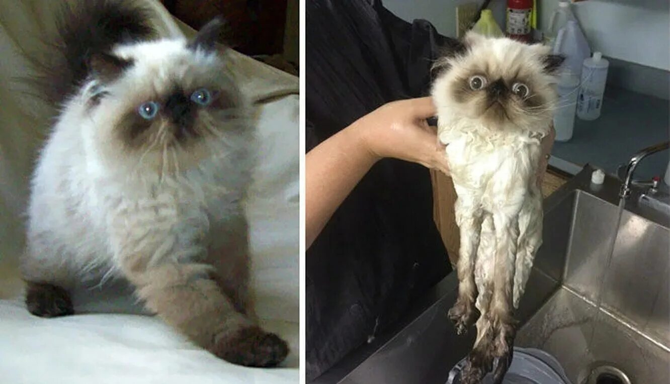 Кот до и после мытья. Мокрый персидский кот. Коты до и после купания. Мокрый и сухой кот. Кот после купания
