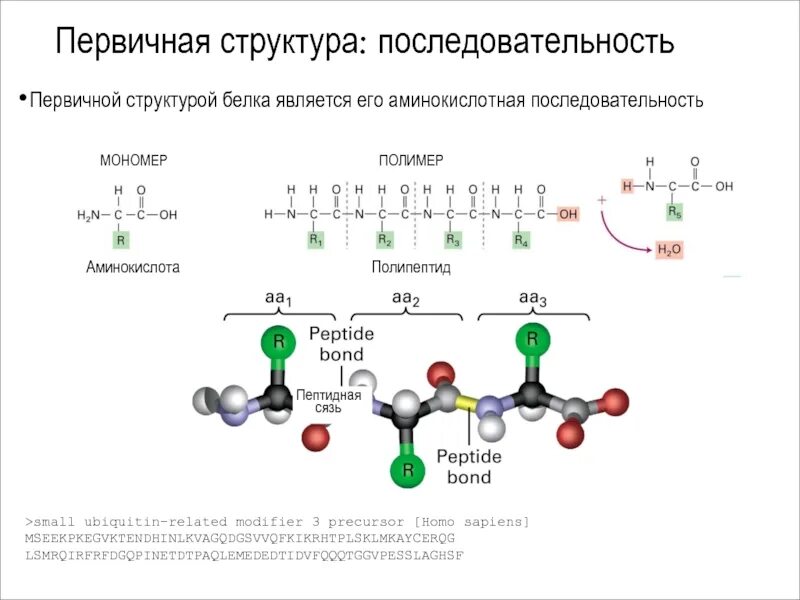 Форма молекулы полипептида. Первичная структура полипептида. Мономер первичной структуры белка. Полимер аминокислоты. Аминокислотной последовательности в полипептидах.