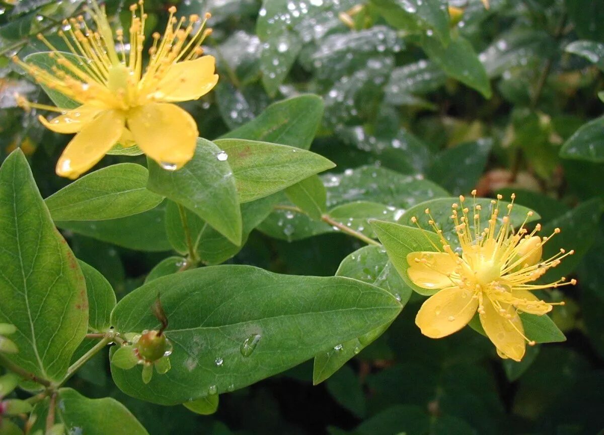 Зверобой большой. Зверобой продырявленный (Hypericum perforatum). Зверобой (Hypéricum perforátum). Зверобой Hypericum calycinum. Зверобой Монбре.