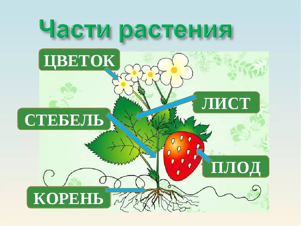 Растения первый класс. Части растения. Части растений для дошкольников. Строение растений для дошкольников. Строение растения для детей.