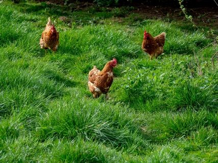 Here's why chickens are now seen as the key for easing youth unemploym...