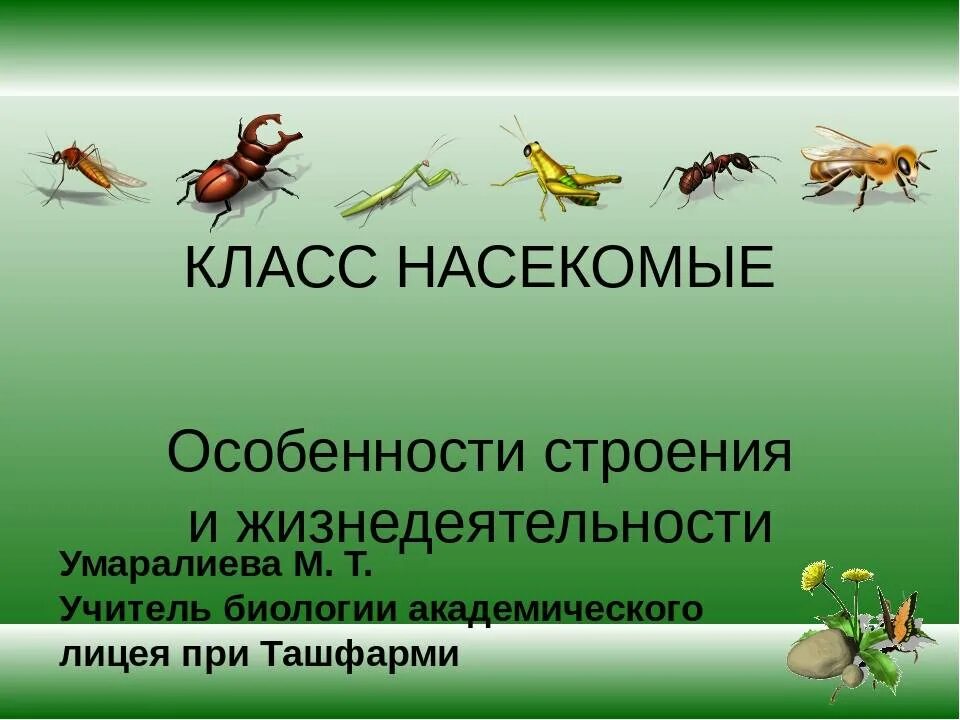 Место обитания насекомых таблица. Класс насекомые отряды насекомых. отряды насекомых прямокрылые. отряды насекомых таракановые прямокрылые уховертки поденки. насекомые биология 7.