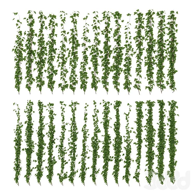 Ivy model