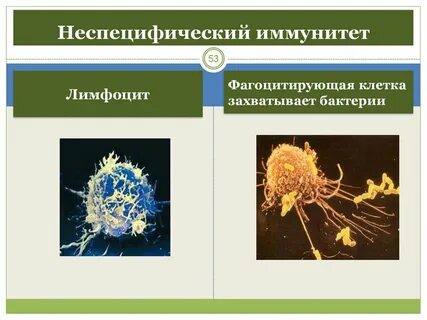 Неспецифическая иммунная реакция