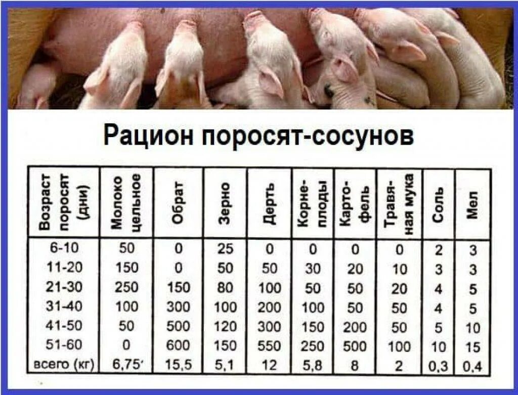 Можно ли давать маленьким поросятам. Схема кормления поросят с 2 месяца. Рацион поросят в 2 месяцев домашних условиях кормления. Нормы кормления поросят от 1 до 6 месяцев таблица. Схема откорма поросят.