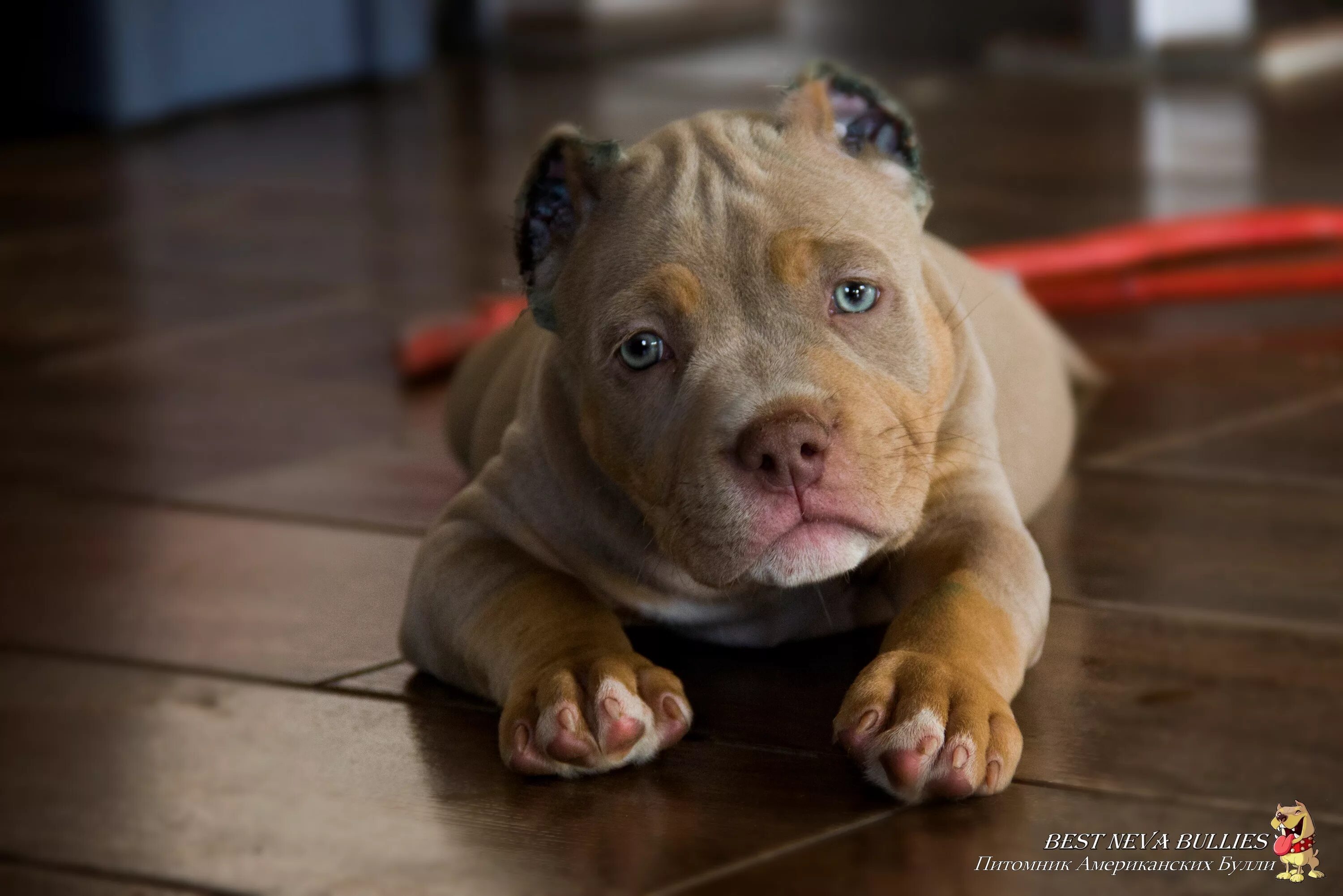 Best bully