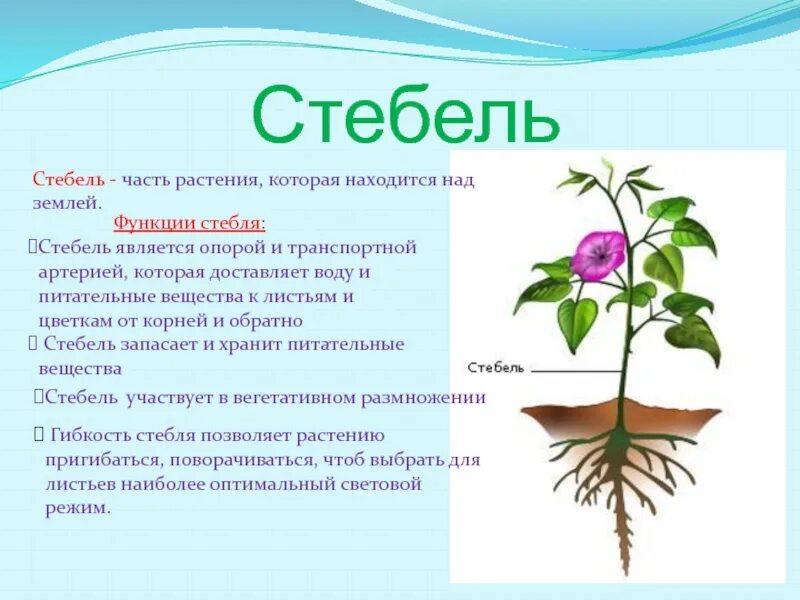 Корень лист функции