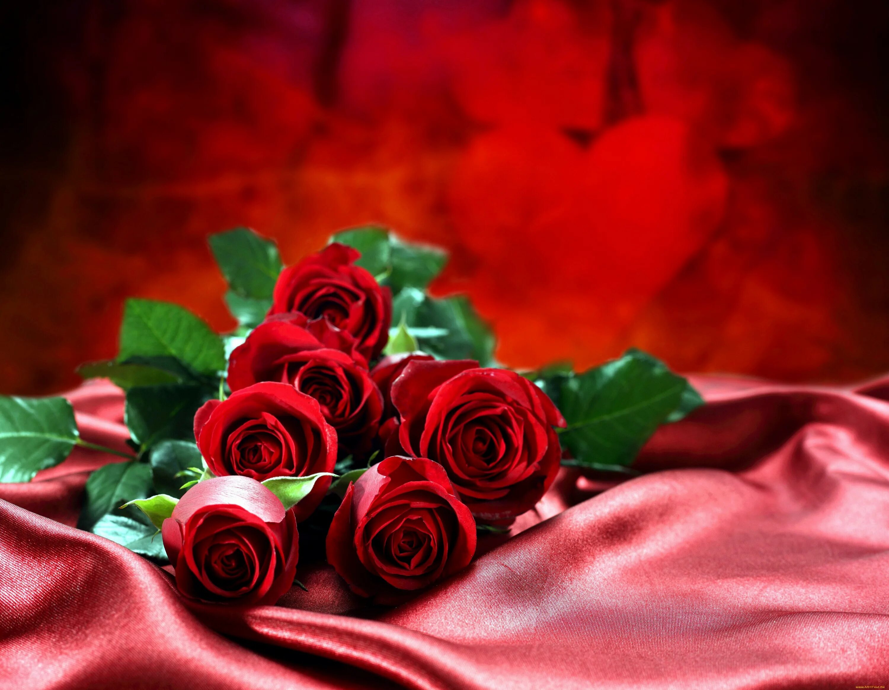 Розы фото открытки. Красный цветок. Красные розы. Цветы розы красные. С днём рождения красные розы.