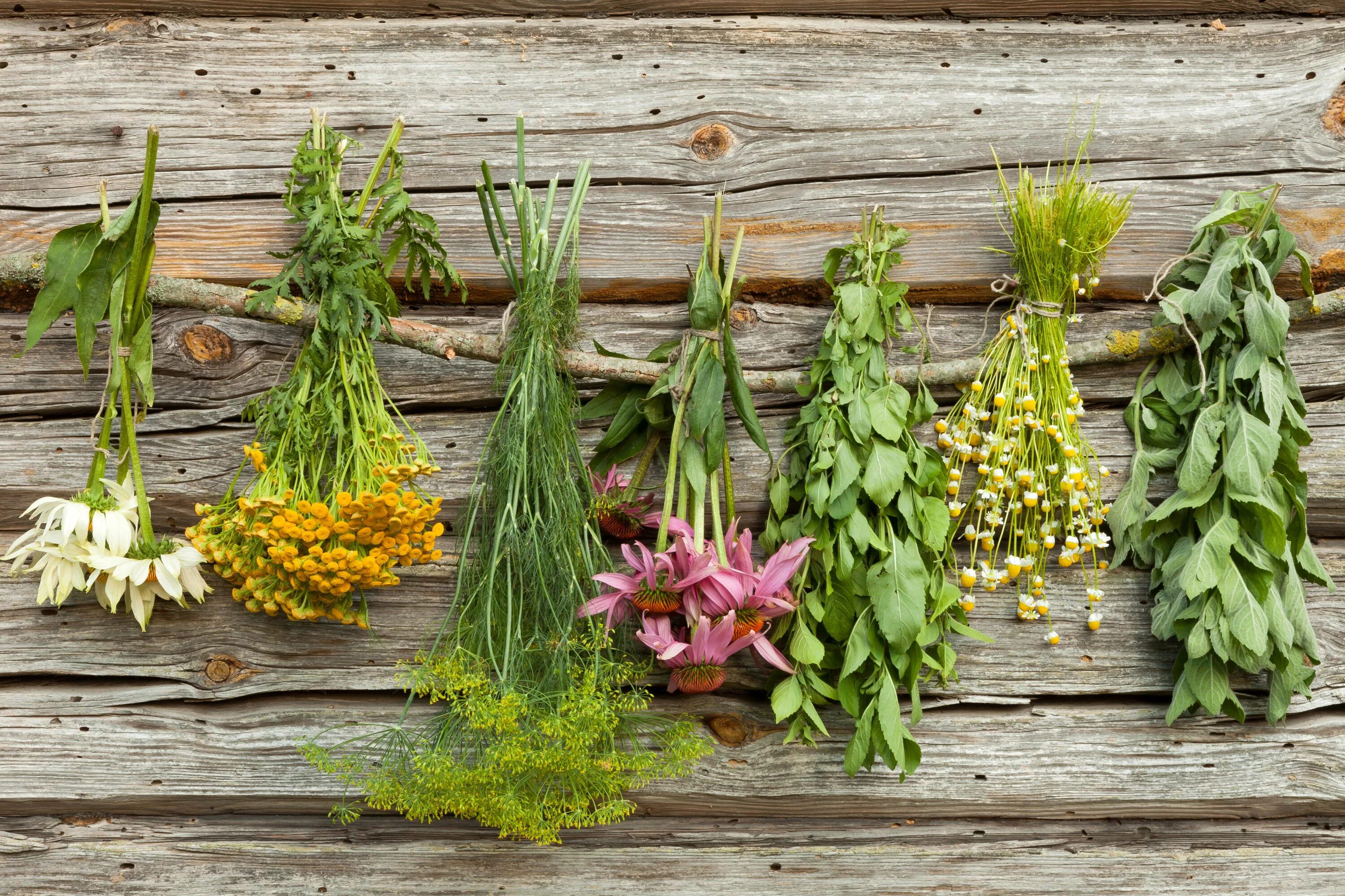 Medicine plants. Лекарственные травы. Целебные травы. Пучок травы. Травы коренья.