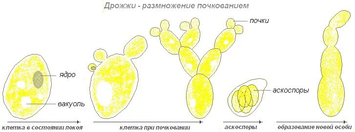 Размножение дрожжей спорами. Строение гриба дрожжи рисунок схема. Строение клетки гриба дрожжи. Дрожжи грибы строение и размножение. Размножение дрожжей почкованием схема.