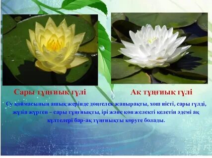 Мен кискадағы мүшеммен ояндым (бейнені қараңыз)