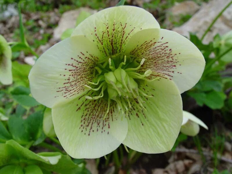 Цветок кавказский морозник. Морозник (helleborus) кавказский. Цветок кавказский морозник. Зимовник морозник. Морозник кавказский фото.