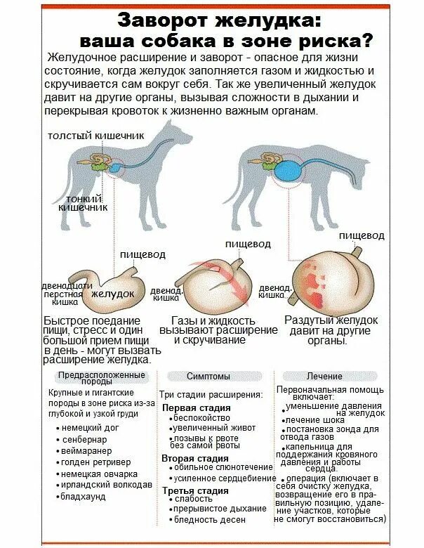 Заворот кишок у собак симптомы. Расширение желудка у собаки. Острое расширение желудка у собак.