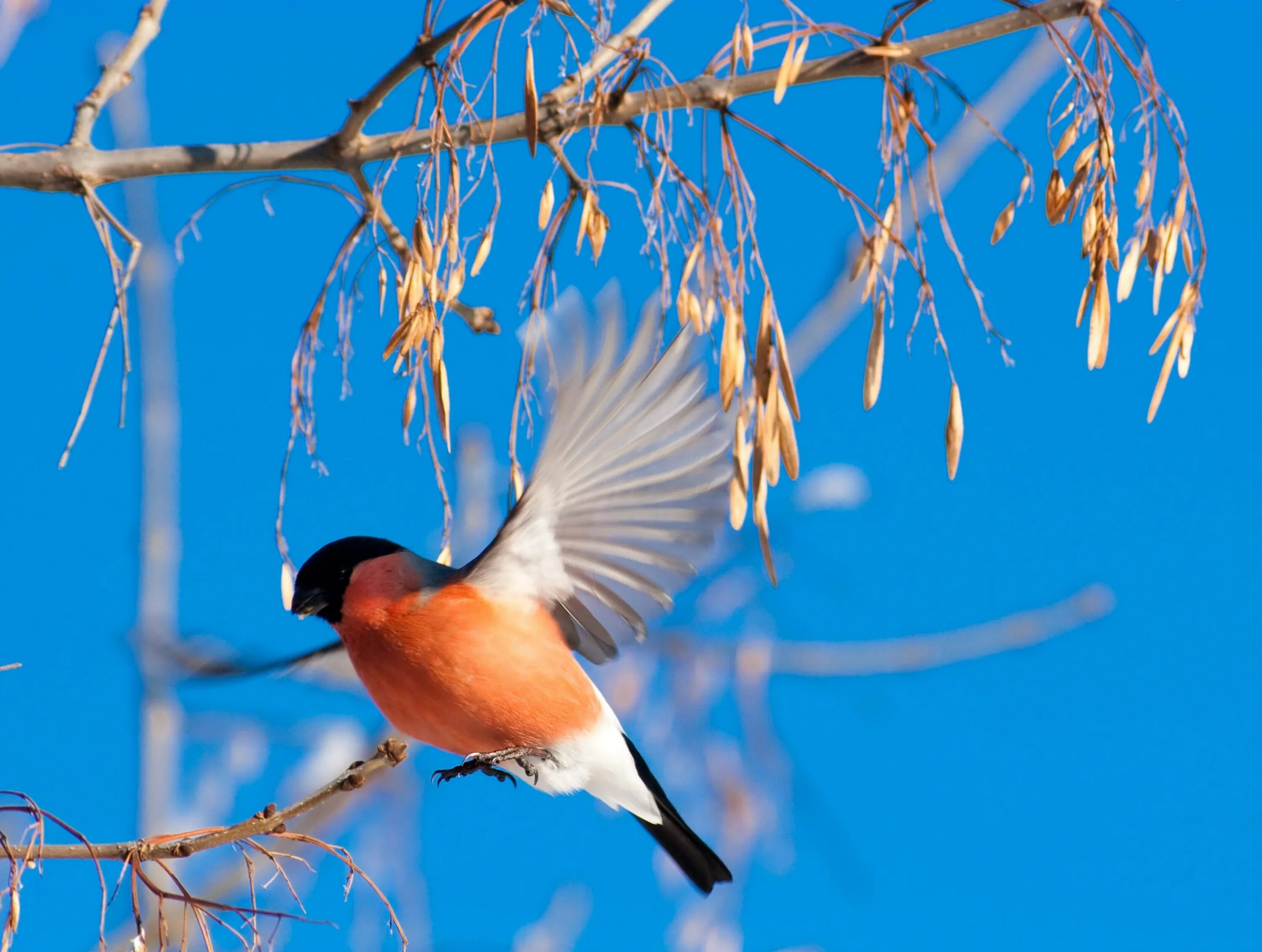 Зимующие птицы снегирь. Зимующие птицы снегирь. Снегири на рябине. Рабочий стол снегири. Снегири зимой.