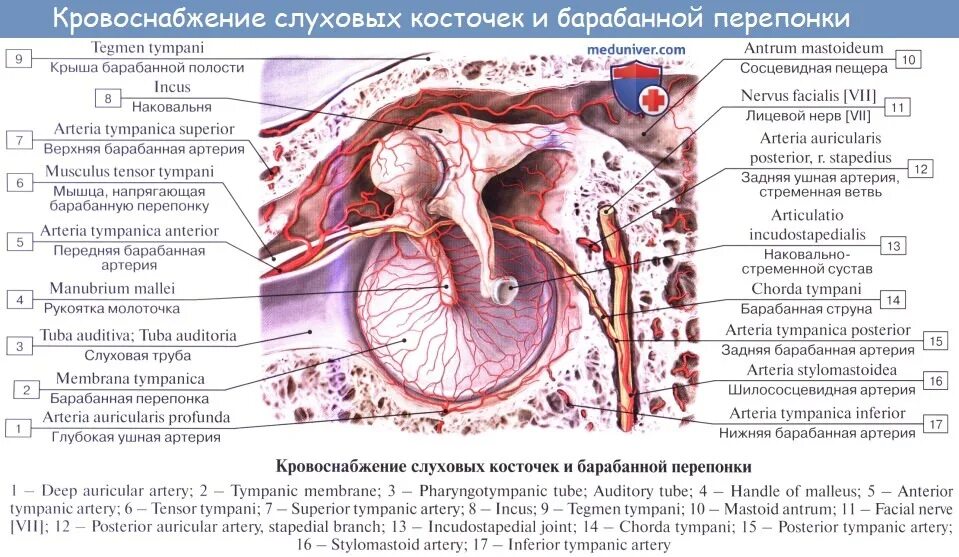 Строение среднего уха анатомия. Кровоснабжение наружного уха анатомия. Кровоснабжение и иннервация слуховой трубы. Кровоснабжение и иннервация барабанной полости. Внутреннее ухо кровообращение