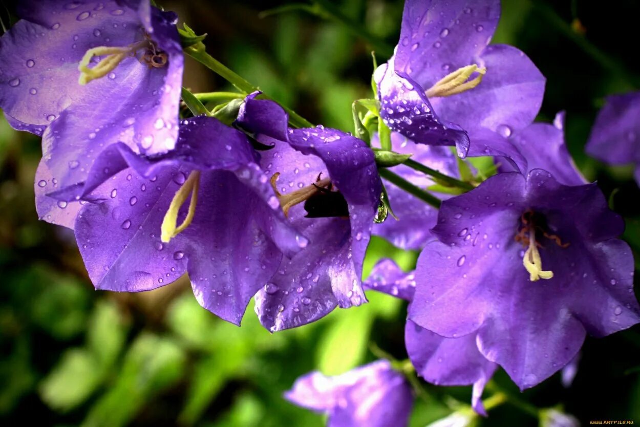 Вальс колокольчиков. Кампанула синий колокольчик. Колокольчик Кампанула Lilac. Кампанула сиреневая. Букет колокольчики Кампанула.