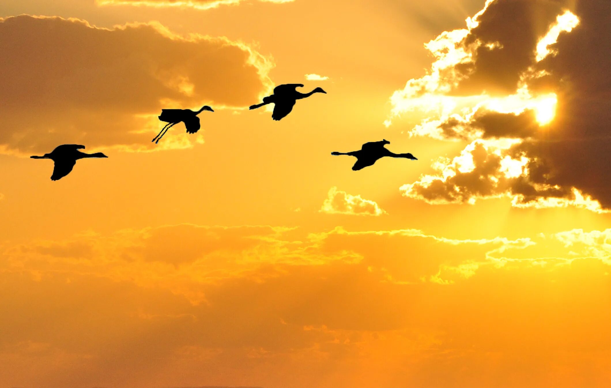 Птицы на рассвете. Миграции птиц на закате. Журавли в небе в лучах солнца. Птица в лучах солнца.
