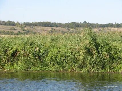 Краснополье тульская область