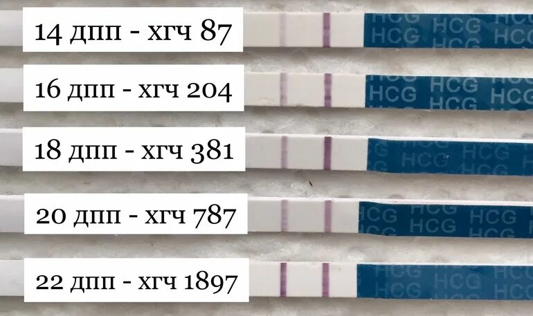 Динамика тестов и ХГЧ. Тест на беременность на 10 ДПП. Тесты по дням после подсадки. Динамика тестов и ХГЧ пятидневка. Тесты на беременность пятидневок