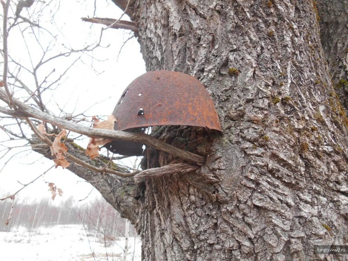 Эхо военные. Вросшие в дерево предметы. Вросло в дерево. Каска в лесу.