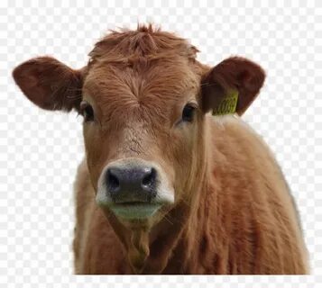 Cow head
