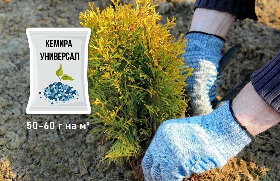 Чем подкормить тую весной после зимы. Удобрение туи весной. удобрение для туй весной в грунт. туи удобрение в мае.