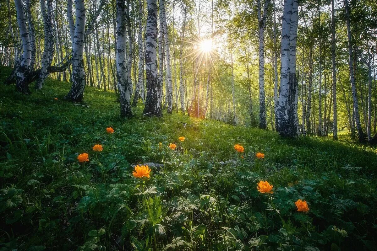 утро в лесу. прогулки по лесу. как хорошо в лесу. летом в лесу. как хорошо в лесу.