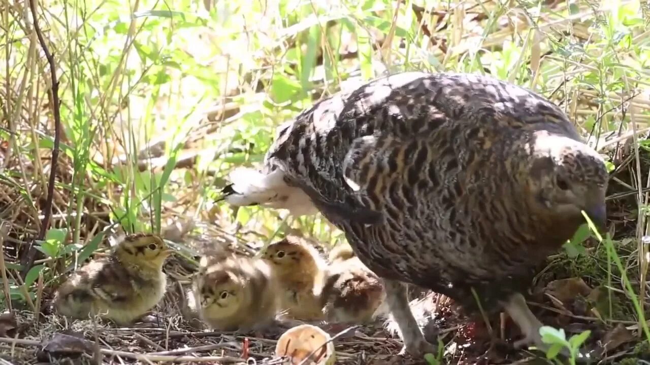 Птенцы капалухи