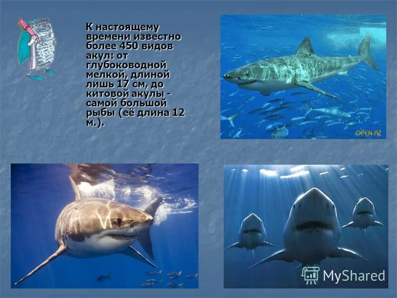 Почему акулы постоянно в движении. Акулы виды названия. Отряд акулы представители. Сколько видов акул существует. Классификация видов акул.