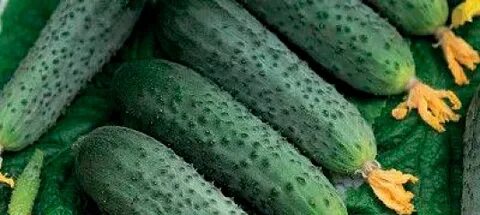 Огурцы сорта форсаж