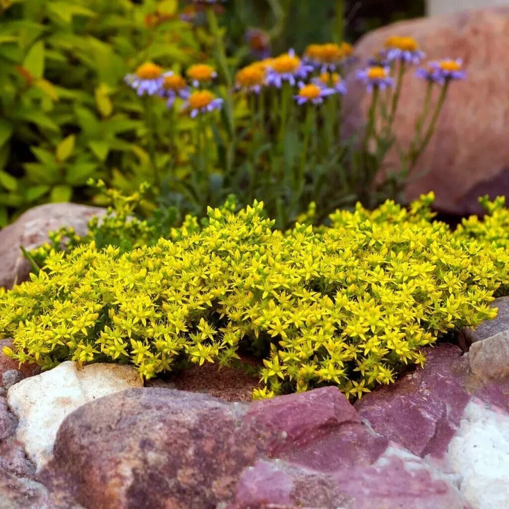 Очиток Камчатский. Очиток едкий Sedum acre. Очиток едкий (Sedum acre `Aureum`). Седум Камчатский.