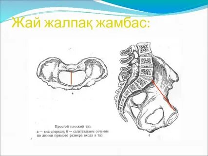 Порно жүргізушісі жүргізушіні транзакциялады