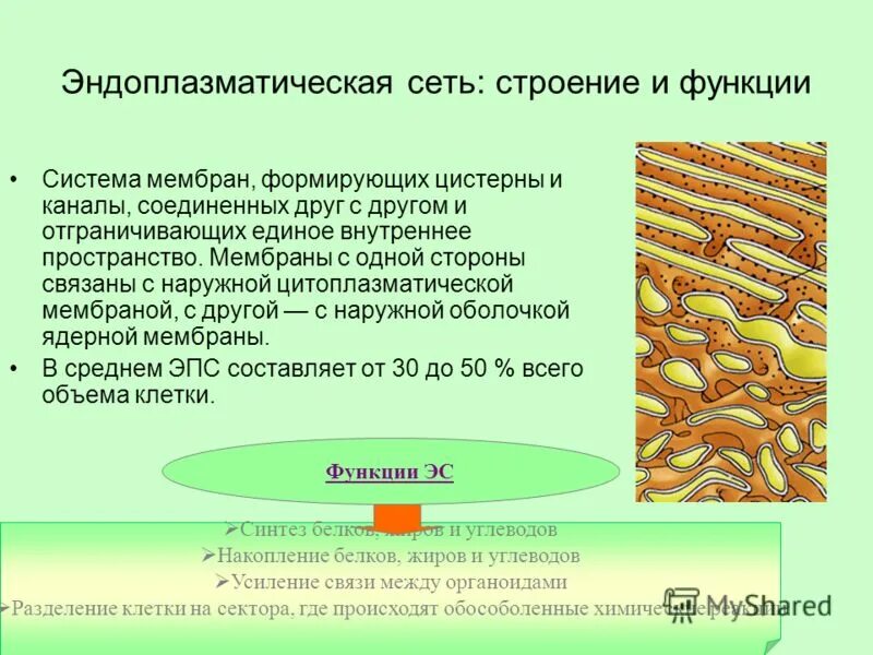 характеристика и строение эндоплазматической сети. эндоплазматическая сеть эпс строение и функции таблица. эндоплазматическая сеть строение и функции рисунок. эндоплазматическая сеть строение и функции 10 класс. гладкая эндоплазматическая сеть строение и функции.