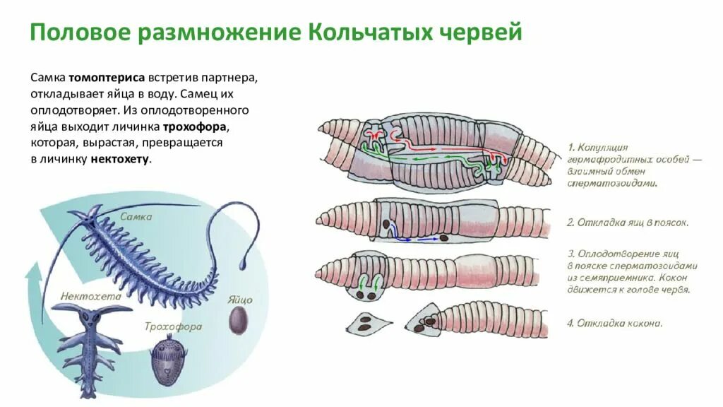 Кольчатые черви половая. Половая система кольчатых червей. Система размножения кольчатых червей. Цикл развития кольчатых червей кратко. Половая система кольчатых червей самцов.