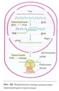 Транскрипция и трансляция