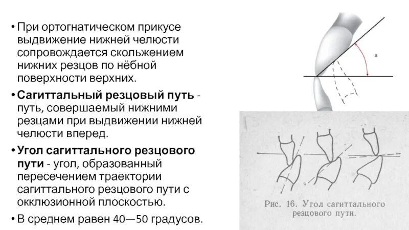 Признаки ортогнатического прикуса