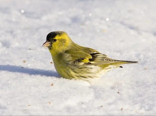 Чиж чижи уж ужи. Чиж (spinus spinus l. Огненный чиж. Стрижи и чижи фото. Spinus spinus.