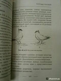 Белый голубь книга