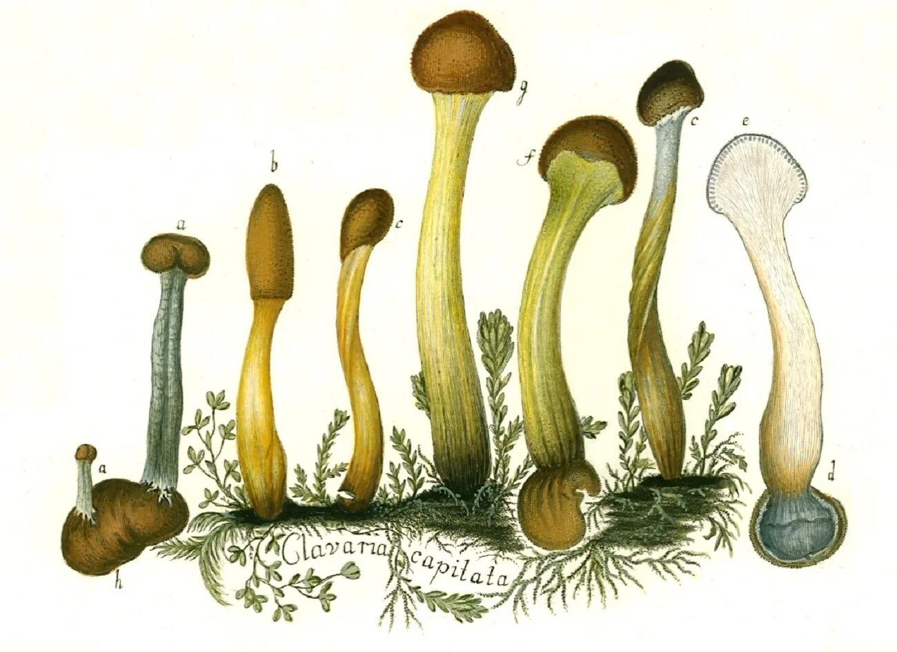 Наука про грибы. Микология грибы. Микология наука о грибах. Рисунок про микологию грибы. Микология иллюстрации.