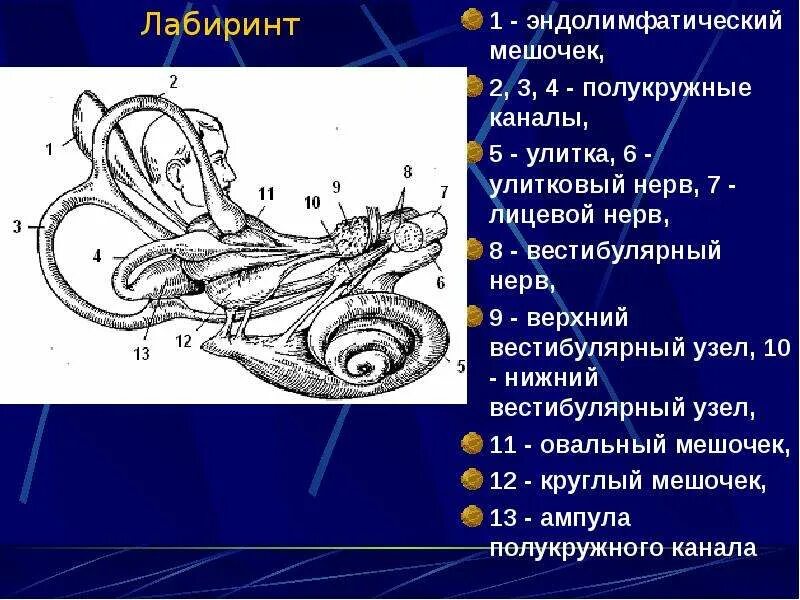 Вестибулярный узел. Вестибулярный нерв. Верхний полукружный канал. Вестибулярно улитковый нерв. Строение вестибулярного нерва