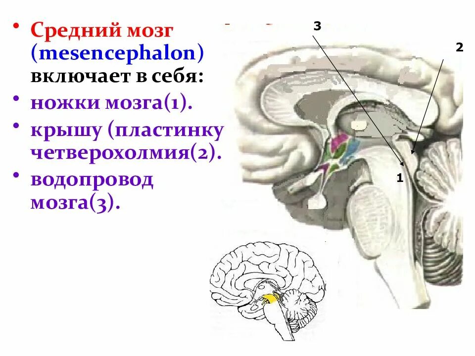 Крыша среднего мозга. Крыша среднего мозга (пластинка четверохолмия). средний мозг пластинка четверохолмия. пластинка четверохолмия анатомия. средний мозг четверохолмие и ножки мозга.