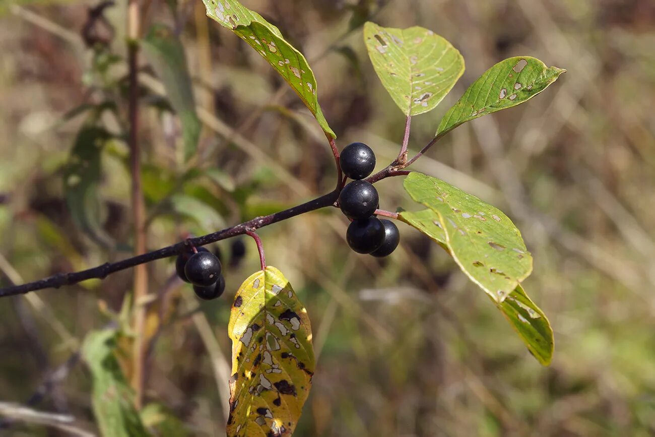 Крушина черная ягода фото Rhamnus cathartica Image of an specimen Plantarium