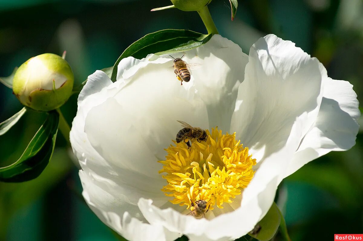 дикий пион марьин корень. пион уклоняющийся (paeonia anomala). марьин корень (пион уклоняющийся) - paeonia anomala. марьины коренья. марьин корень цветок белый.