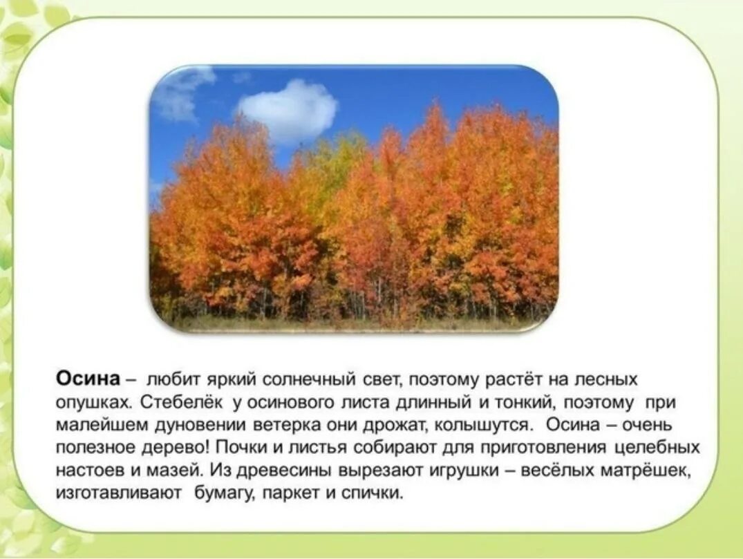 Почему листья осины колеблются. Информация о листьях осины. сообщение про осину. рассказ про осину. загадка про осину.