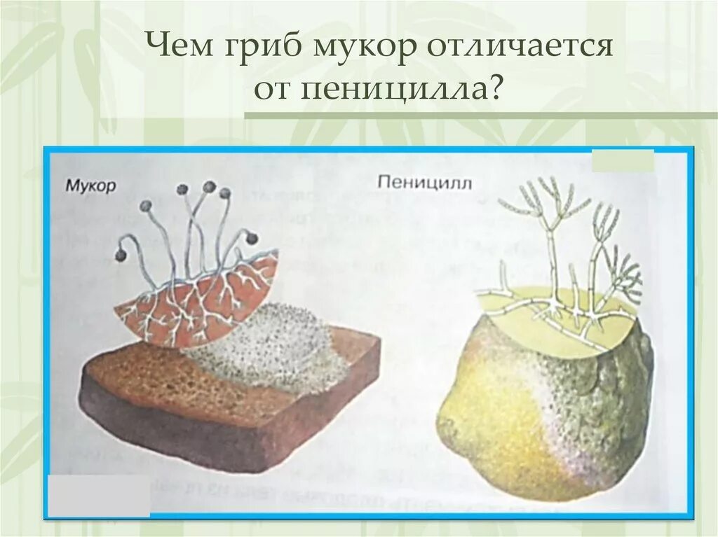 Чем строение пеницилла отличается от строения. Строение гриба мукора. Плесневые грибы 5 класс биология мукор. Строение плесневых грибов мукор. Плесневые грибы пеницилл строение.