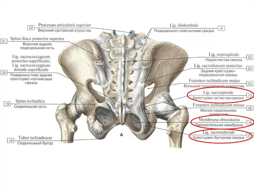Задняя подвздошная кость. Соединения пояса нижних конечностей вид спереди. Связки крестца анатомия. Кресцово бугорнаясвящка.